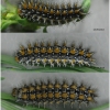 melit didyma larva5 volg